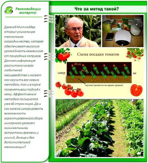 Посадка по митлайдеру: схема выращивания овощей