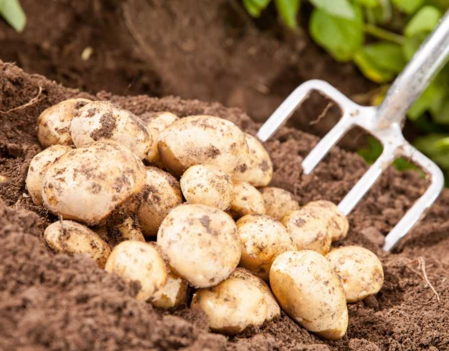 Сроки и частота полива картофеля для получения хорошего урожая в открытом грунте