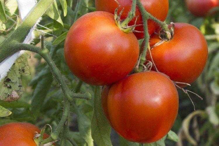 Суперранние помидоры для теплиц из поликарбоната. лучшие сорта
