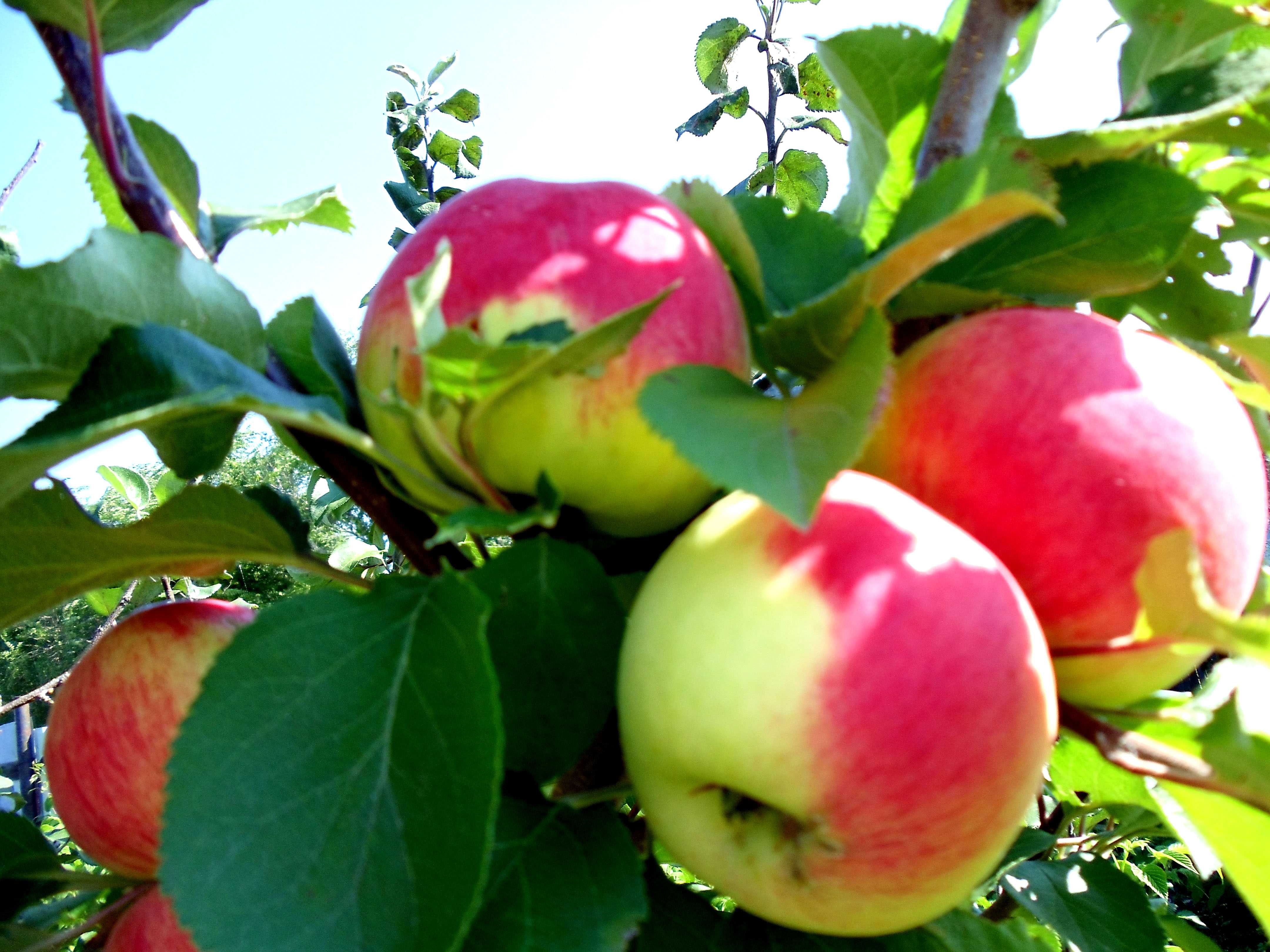 Колоновидная яблоня: 10 лучших сортов, посадка и уход, выращивание, подкормка, срок жизни