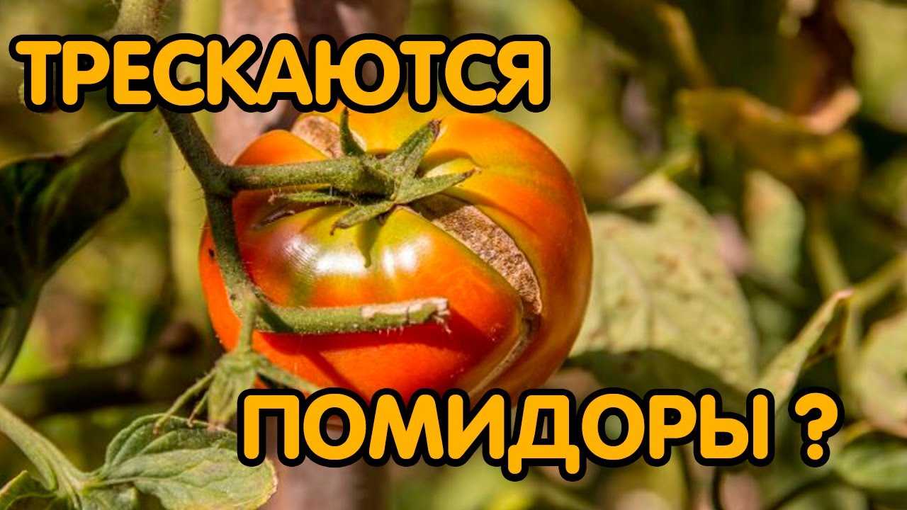 Болезни помидоров в теплице (с фотографиями) и борьба с ними: описание распространенных проблем томатов и способы их лечения