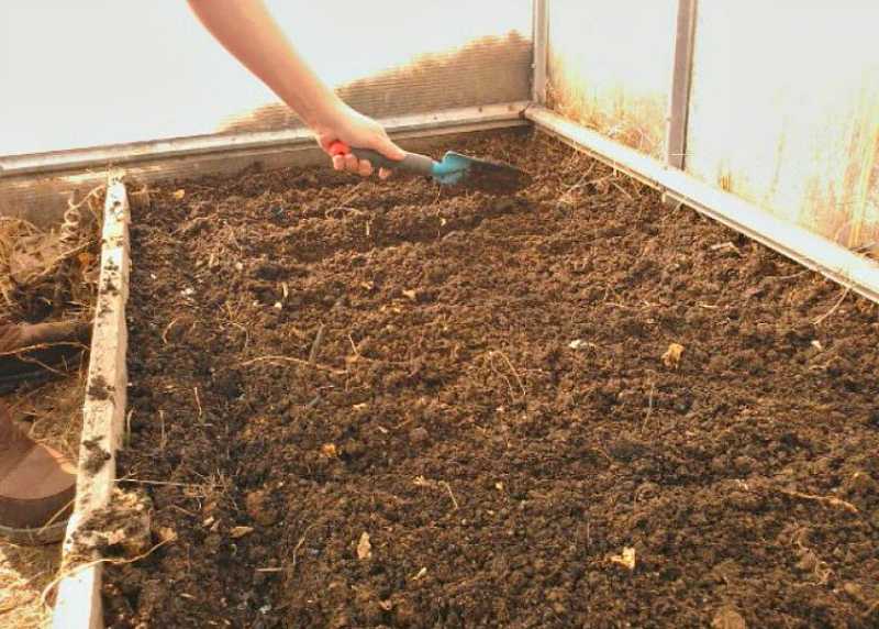 Посадка помидор в теплицу: подготовка почвы, возраст рассады, сроки, особенности + фото