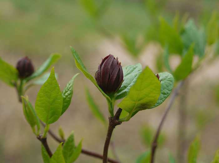 Канны — удивительные цветы: выращивание, уход и размножение в открытом грунте