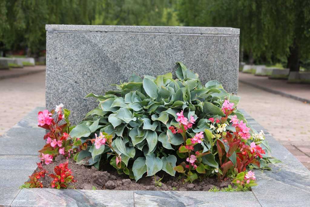 Какие цветы посадить на кладбище, чтобы цвели все лето