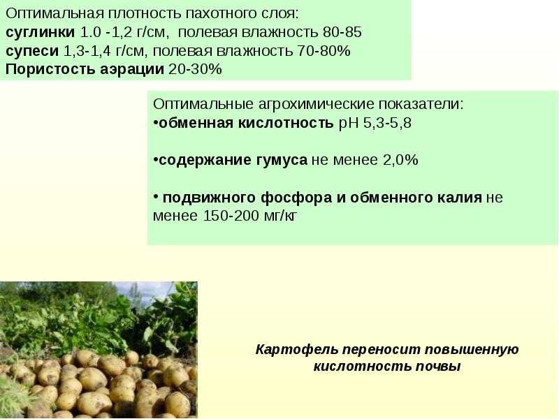 Полив картофеля: сроки и правила для хорошего урожая в открытом грунте, особенности ухода
