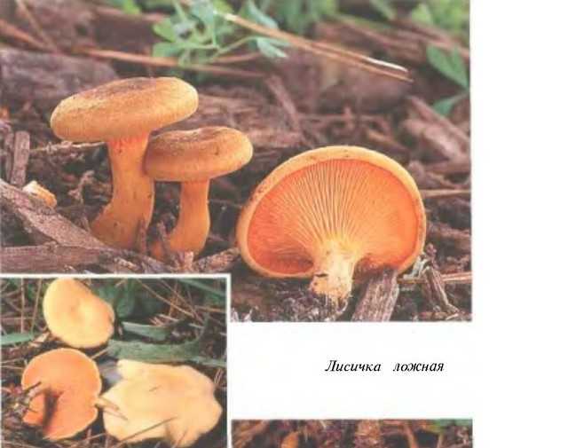 Как отличить ложные грибы рыжики: фото и описание