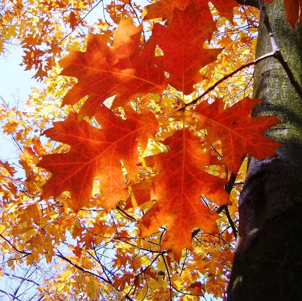 Когда заканчивается листопад у дуба, рябины, тополя, яблони. почему деревья сбрасывают листья осенью когда закончился листопад в