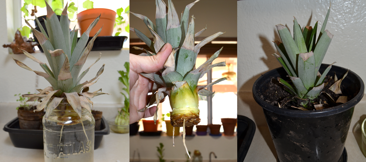 Как вырастить ананас из верхушки в домашних условиях?