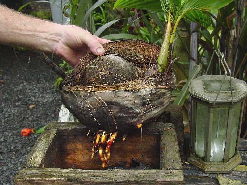 Комнатные пальмы: как правильно размножить в домашних условиях? какие тонкости необходимо знать?