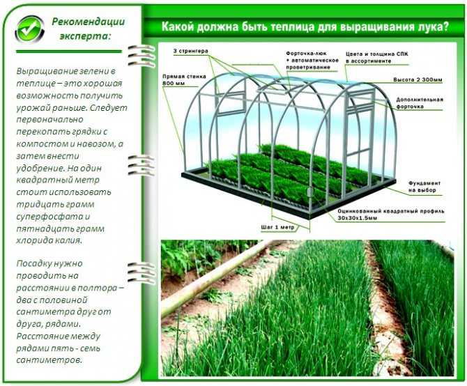 Еще один секрет богатого урожая клубники: организация теплицы