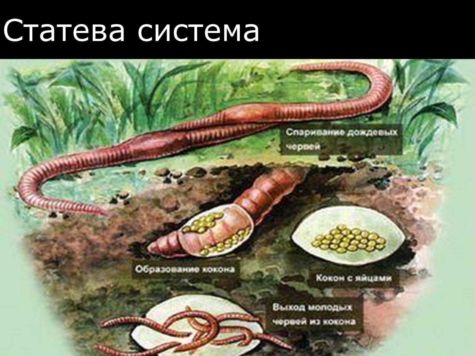 Как размножаются дождевые черви?