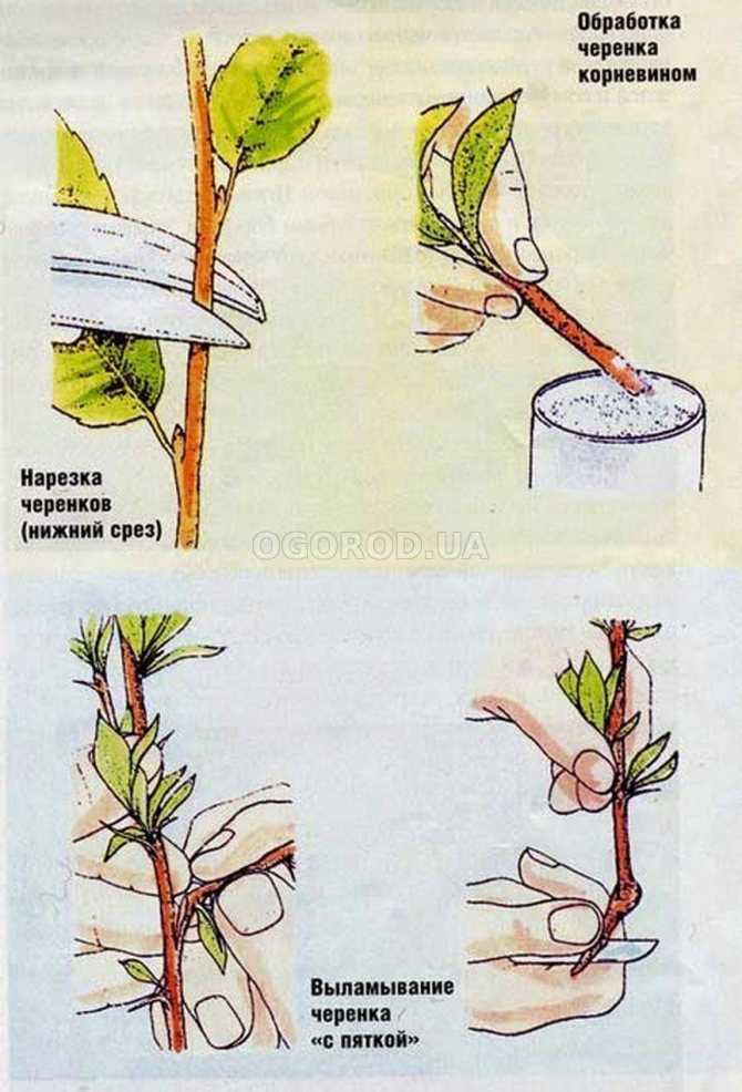 Черенкование xризантем: правила размножения в домашних условиях, как укоренить