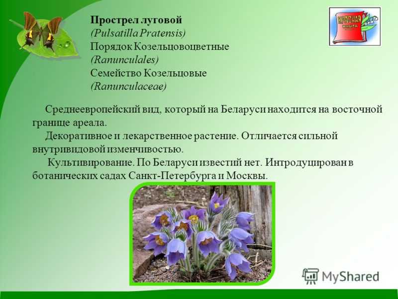 Прострел, или пульсатилла — не потревожьте сон. сон-трава. посадка, выращивание, виды. фото — ботаничка.ru