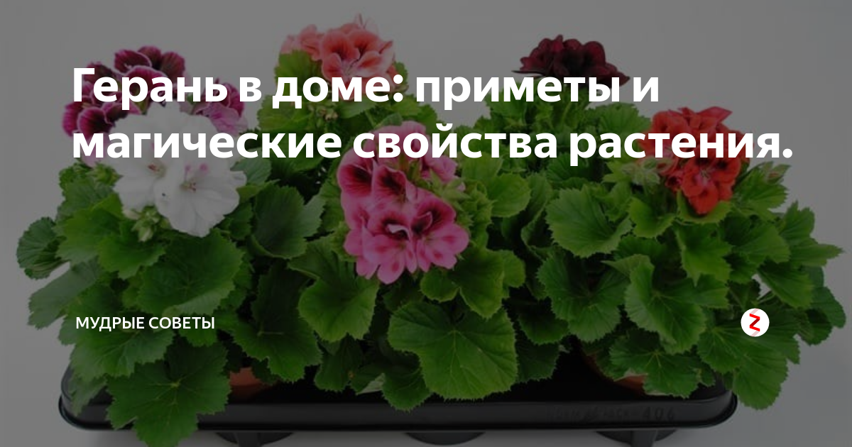 Пеларгония приметы. Пеларгония Королевская суеверия. Пеларгония приметы и суеверия. Герань приметы. Герань дома приметы.