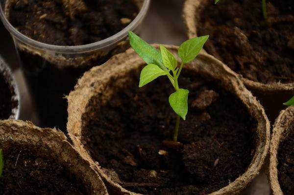 Как посеять семена петунии на рассаду в торфяные таблетки