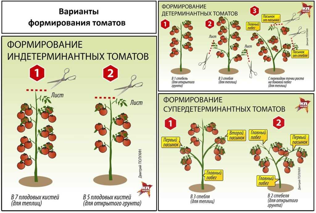 Как подвязывать помидоры в теплице из поликарбоната: необходимые материалы и инструменты, пошаговые инструкции по разным методикам подвязки