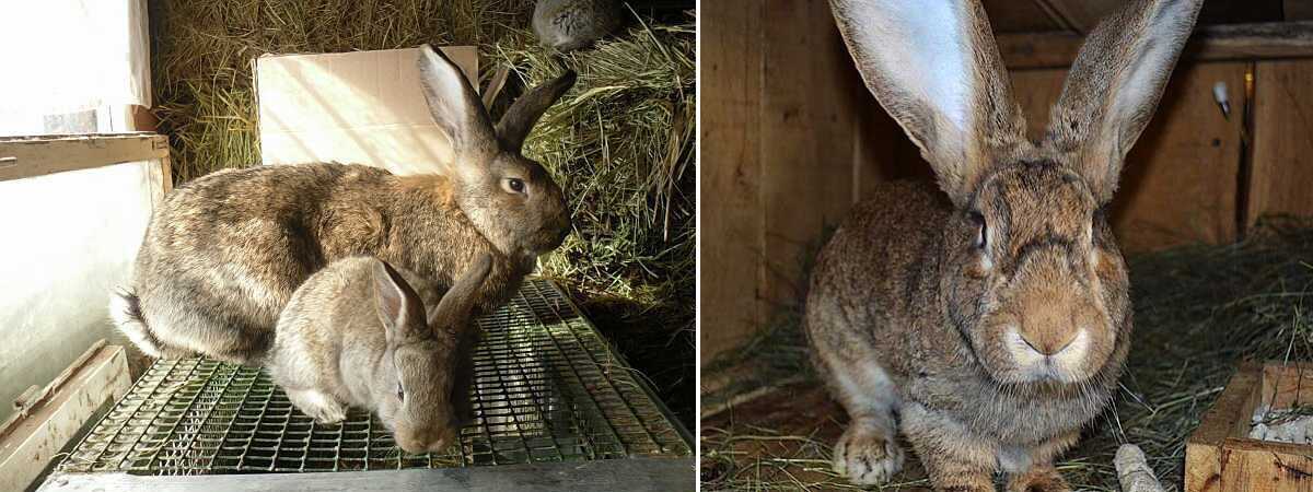 Кролик великан: пестрый великан и другие разновидности кроликов гигантов