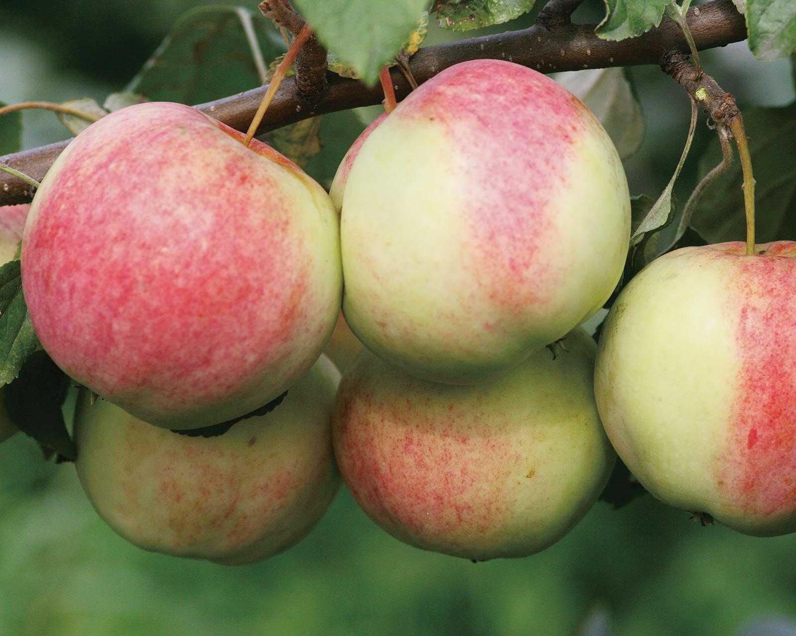 Какие существуют хорошие сорта яблонь для украины?