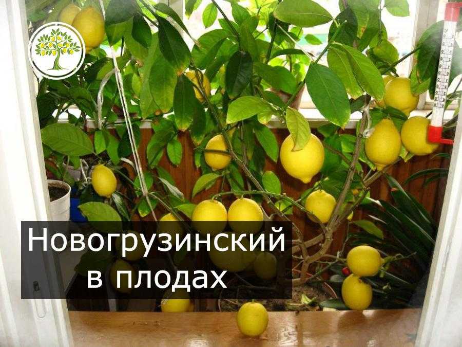 Домашний лимон: посадка и уход, выращивание из косточки, как привить