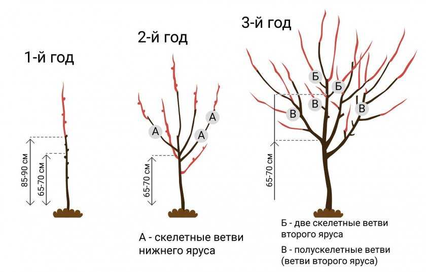 Правильная обрезка вишни Особенности для древовидной и кустовидной вишен Омолаживающая и формирующая процедура