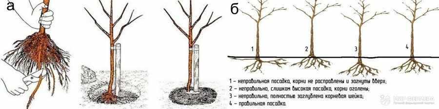 Яблоня уралец: описание и характеристика сорта, особенности посадки и ухода за деревом, фото
