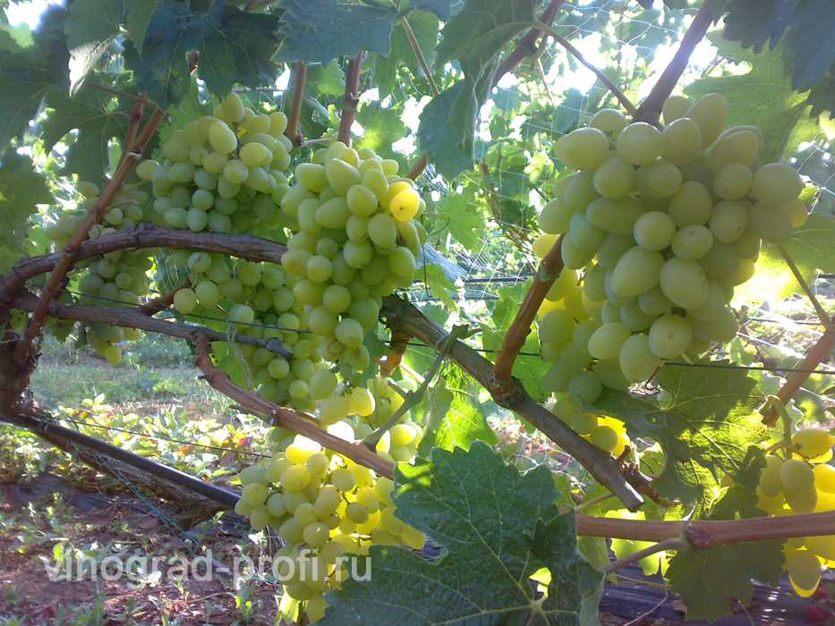 Мильдью и оидиум на винограде: меры комплексной борьбы + фото и видео