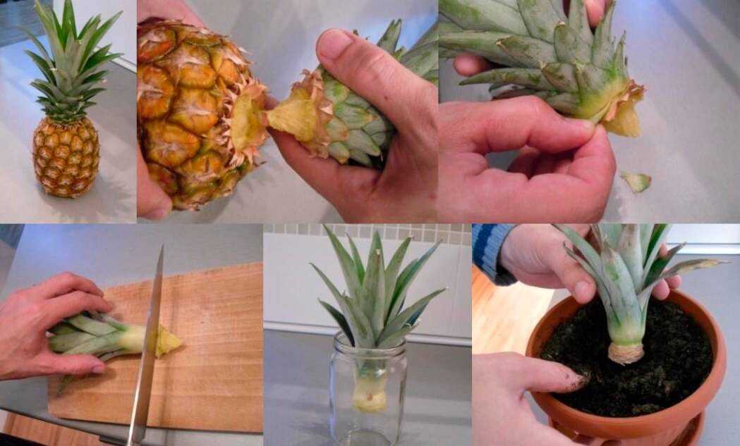 Как вырастить ананас в домашних условиях из верхушки: особенности получения посадочного материала, проращивания и посадки Что делать, если растение не цветёт