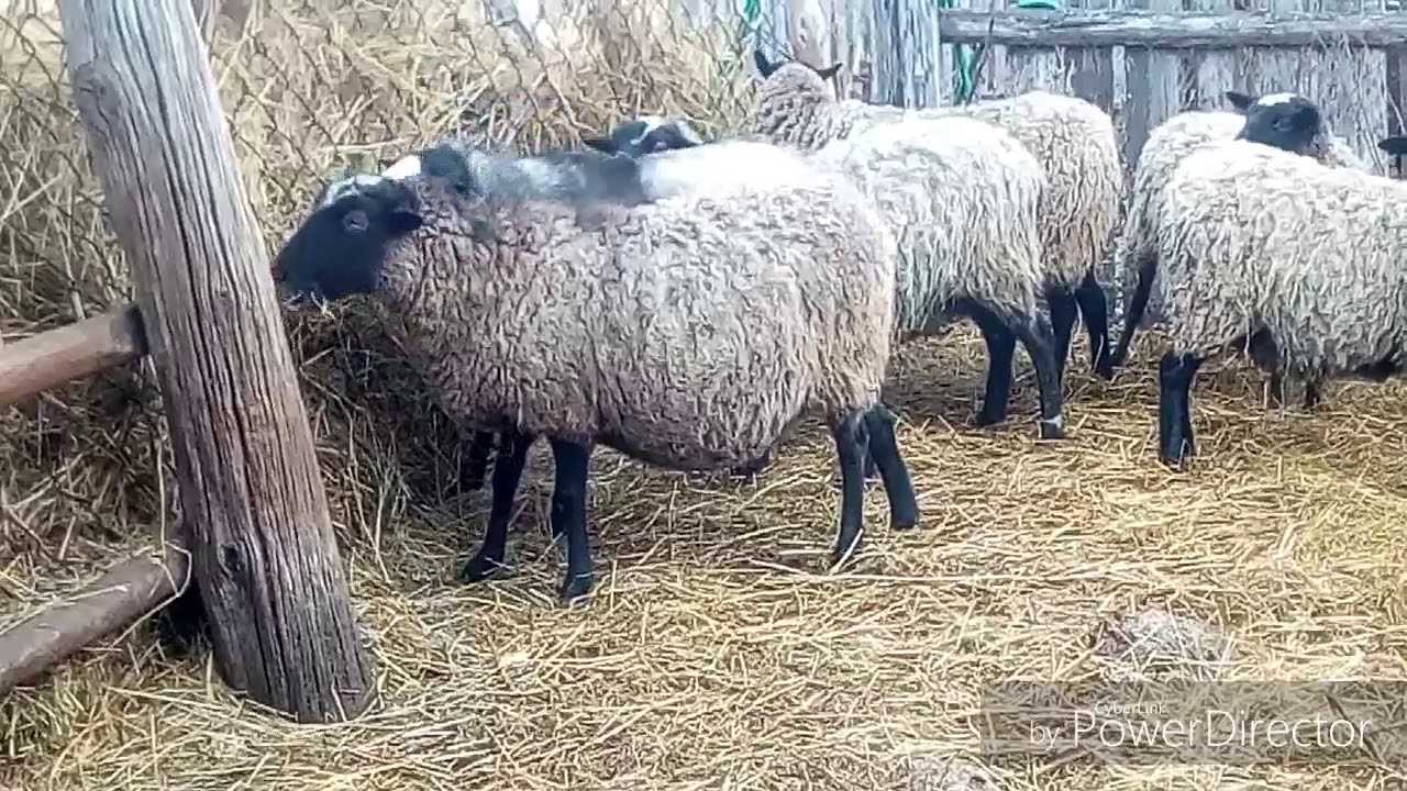 Катумские овцы-описание,продуктивность и способы разведения