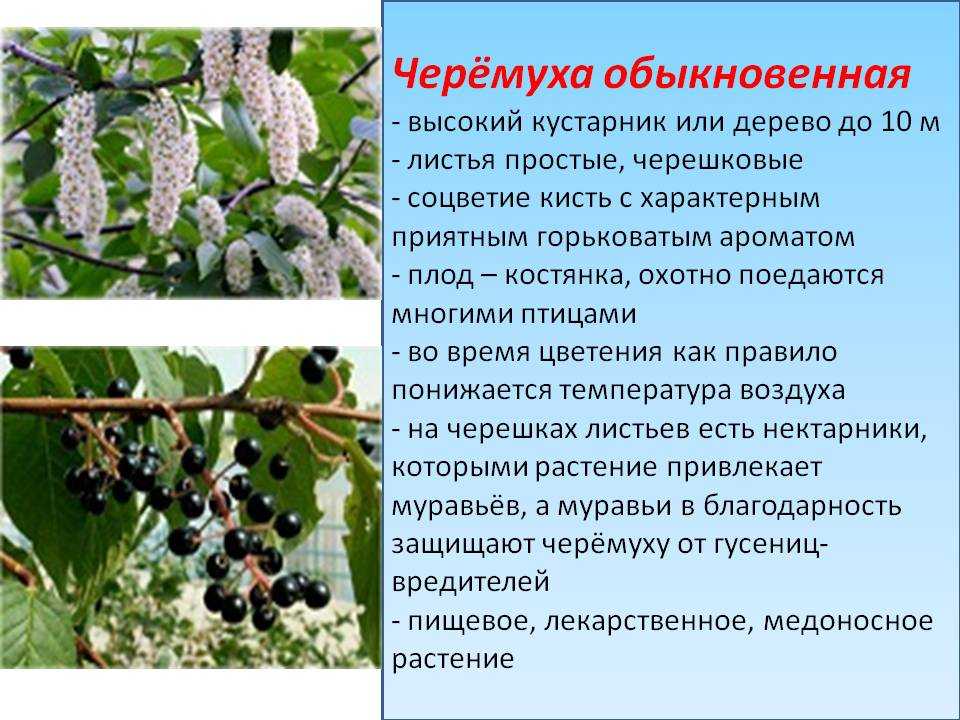 Видовое и сортовое разнообразие деревьев черемухи, рекомендации по выращиванию растения