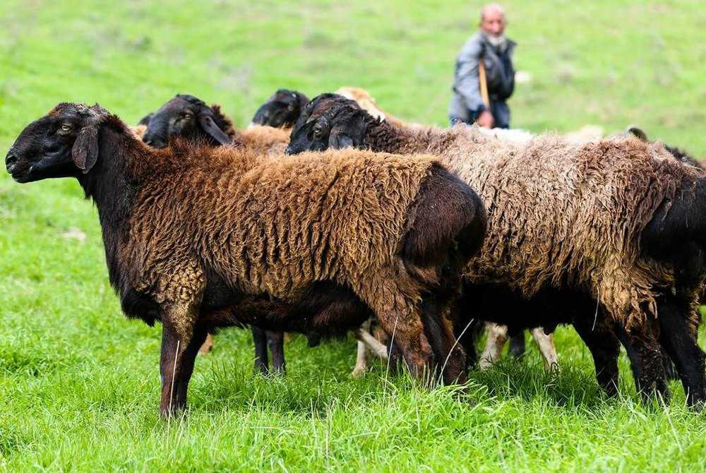 Катумские овцы: описание породы, фото, видео