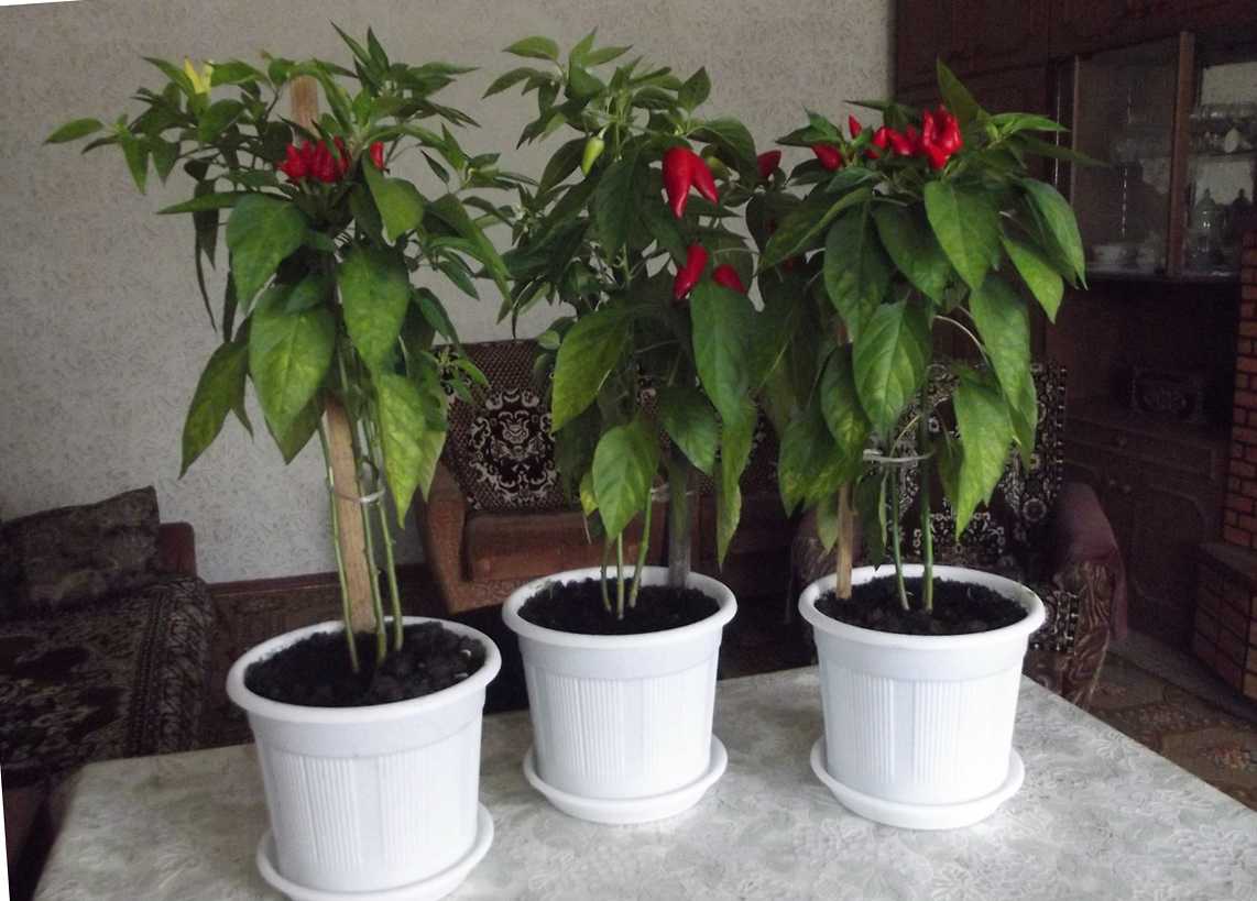 Выращивание комнатный перца «огонек» в домашних условиях
