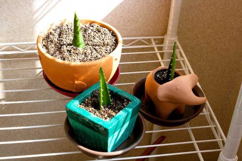 Посадка отростка алоэ без корней: правильная подготовка ростка и его проращивание