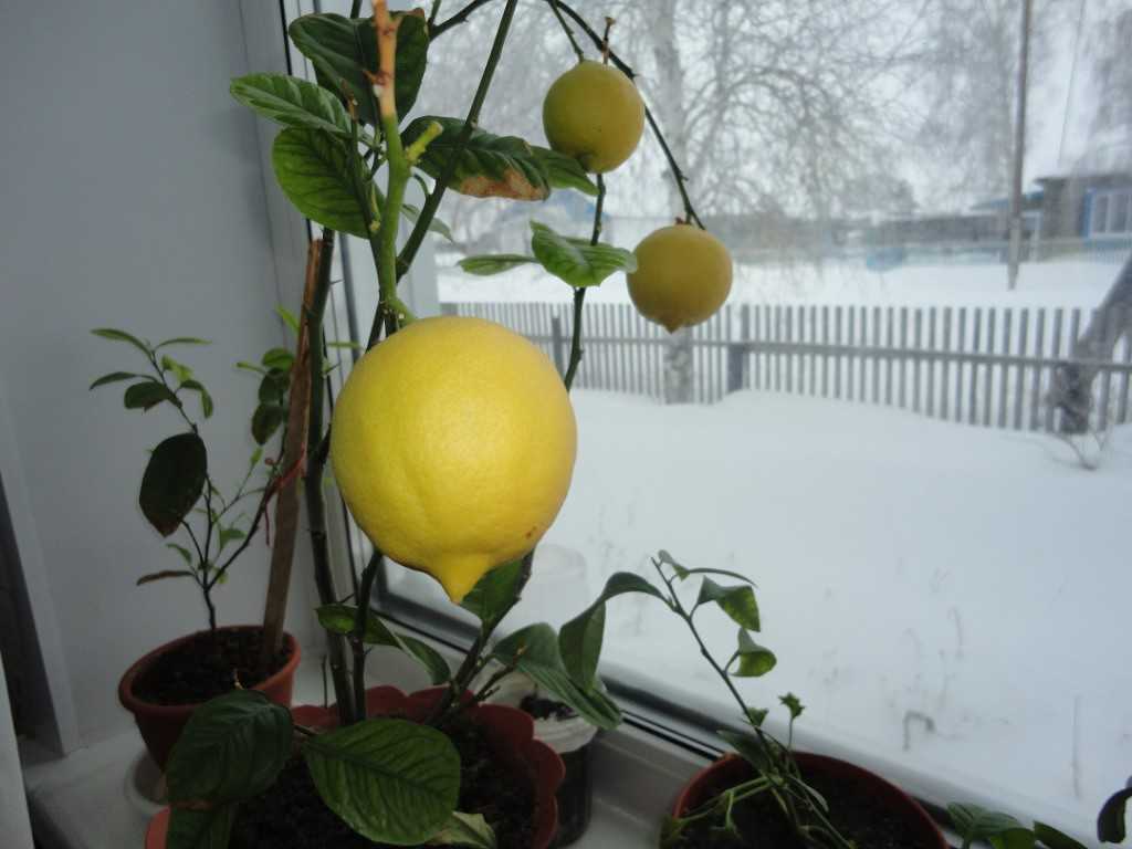 Популярные и редкие сорта лимонов Условия для выращивания, особенности ухода Формирование, прививка, размножение Защита от болезней и вредителей Отзывы