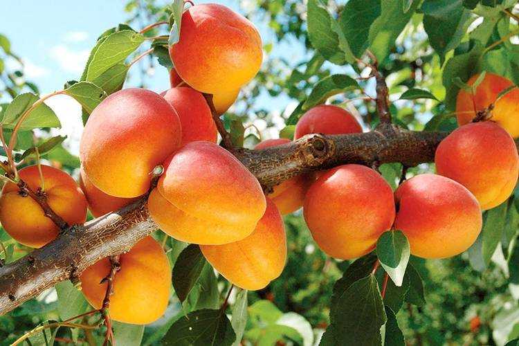 ✅ абрикос в сибири: выращивание и уход. сорта абрикосов для сибири - cvetochki-rostov-na-donu.ru