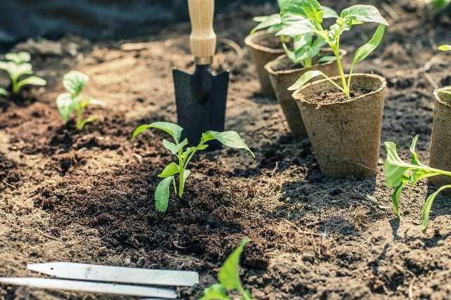 Как вырастить арбуз на даче, правила и особенности по регионам