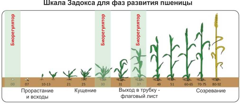 Фазы развития озимой пшеницы фото