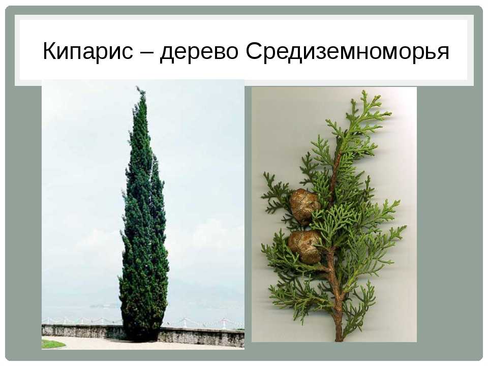 Кипарисовик — лучшее хвойное растение для очищения воздуха в комнатах. уход в домашних условиях. фото — ботаничка.ru