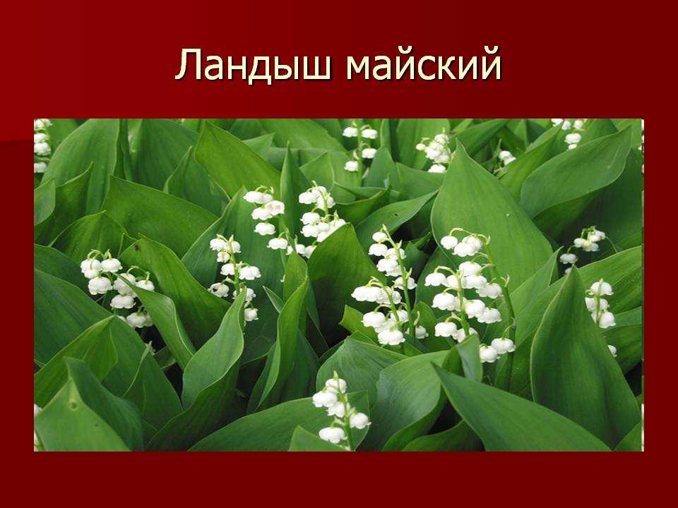 Ландыш майский ядовитое растение | dlja-pohudenija.ru