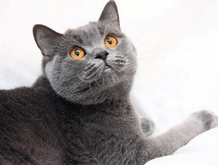 Инструкция по применению энромага в ветеринарии: как использовать препарата для лечения кошек?