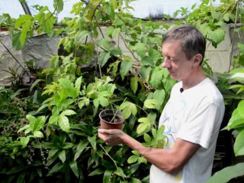 Пассифлора съедобная или маракуйя: выращивание в домашних условиях вечнозеленой лианы с роскошными цветами и экзотическими плодами