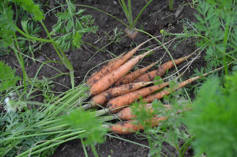 Собираем морковь и свёклу: когда правильно убирать урожай и как сохранить до будущего года?