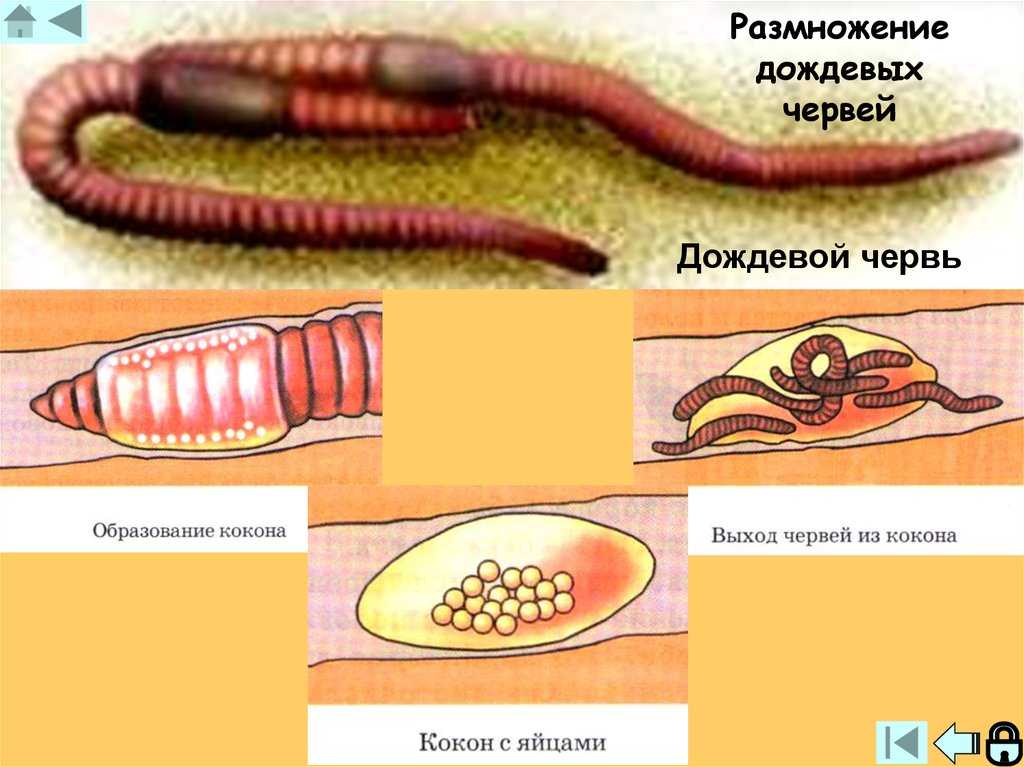 Органическое земледелие: дождевые черви — основной индикатор плодородия — викистрой