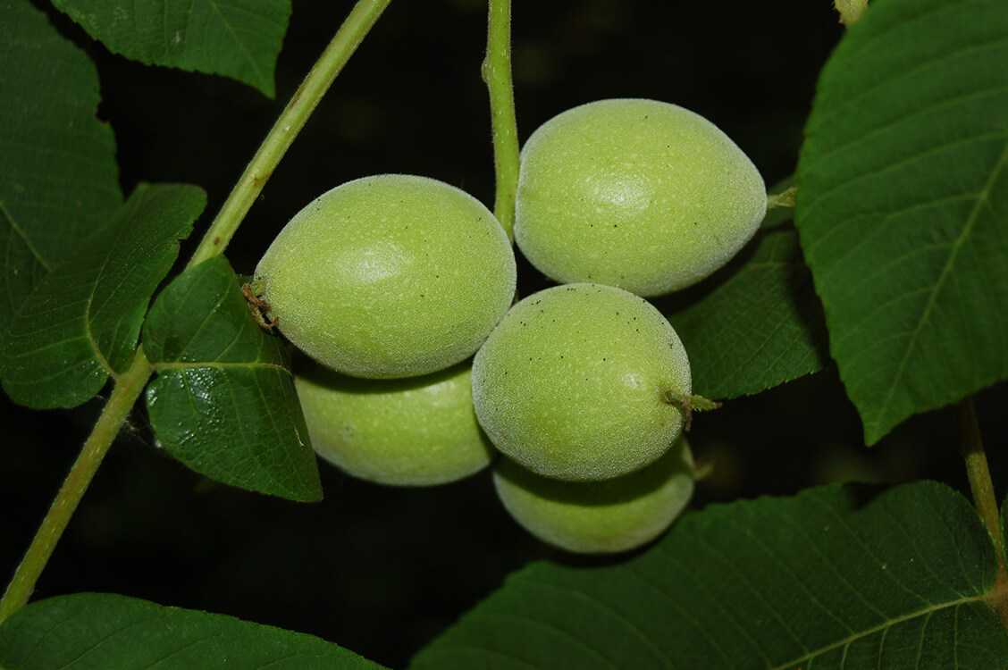 Посадка и выращивание маньчжурского ореха