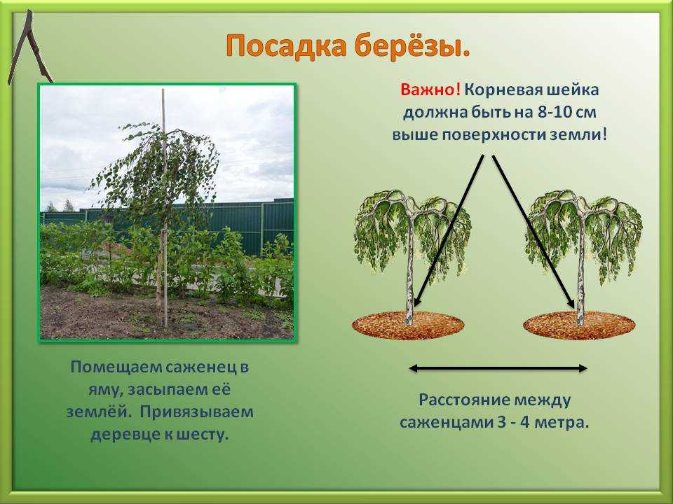 ᐉ как пересадить березу из леса на участок - godacha.ru
