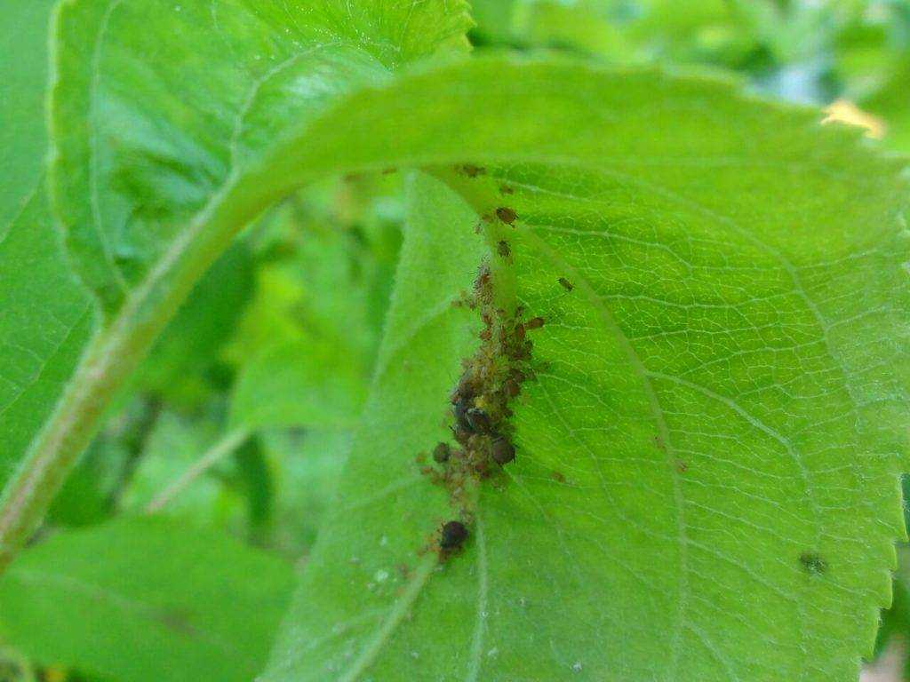 Как избавиться от тли и муравьев на растениях методы борьбы