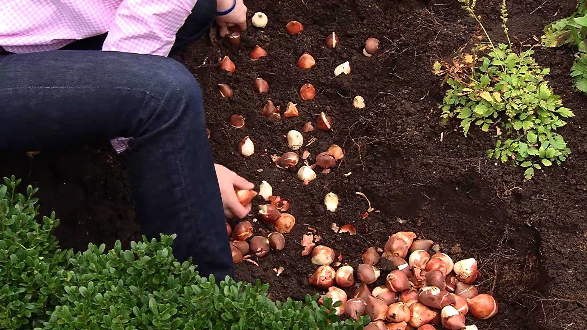 Когда можно сажать тюльпаны в открытый грунт осенью. основные правила посадки и подготовка луковиц