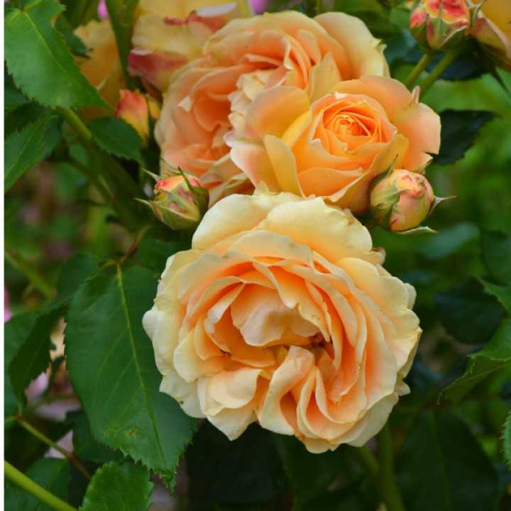 Роза дольче вита - прекрасное дополнение вашему саду