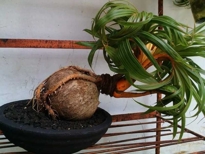 Как вырастить комнатную кокосовую пальму в домашних условиях: фото растения и плодов, правила ухода