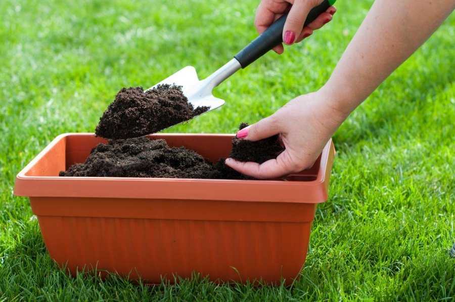 Чем удобрить почву осенью после уборки урожая: какие удобрения вносить