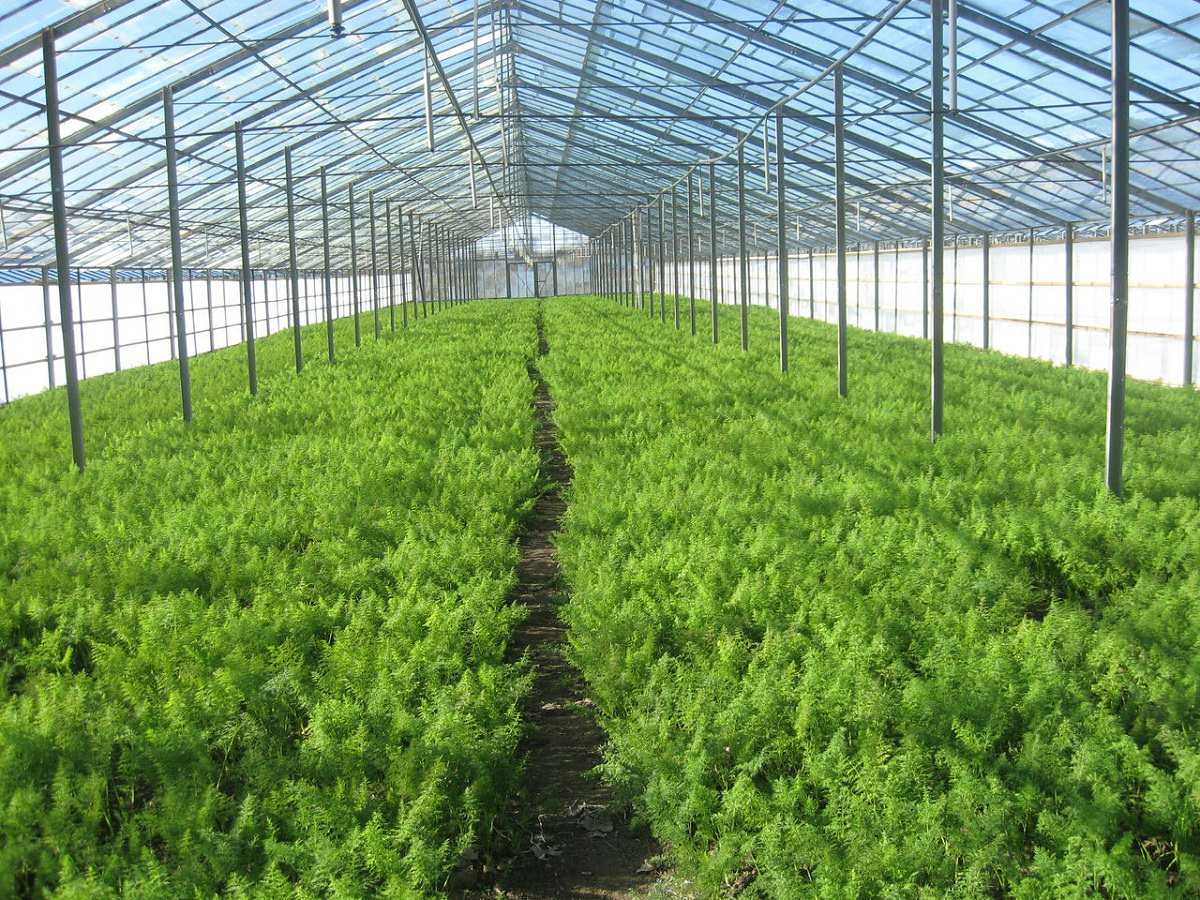 Выращивание укропа в теплице: инструкция, как выращивать свежую зелень зимой и летом, как за ней правильно ухаживать и можно ли превратить это в бизнес